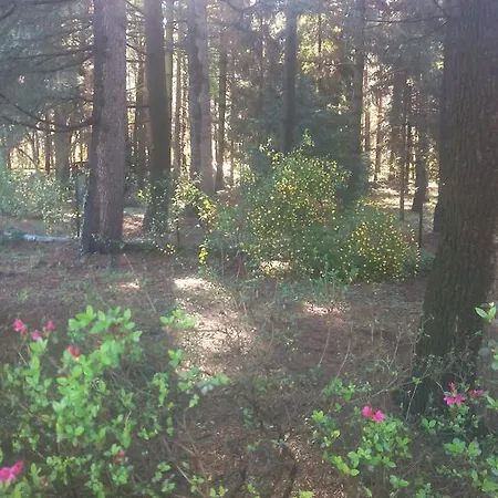 Bed and breakfast Bosco Gadda